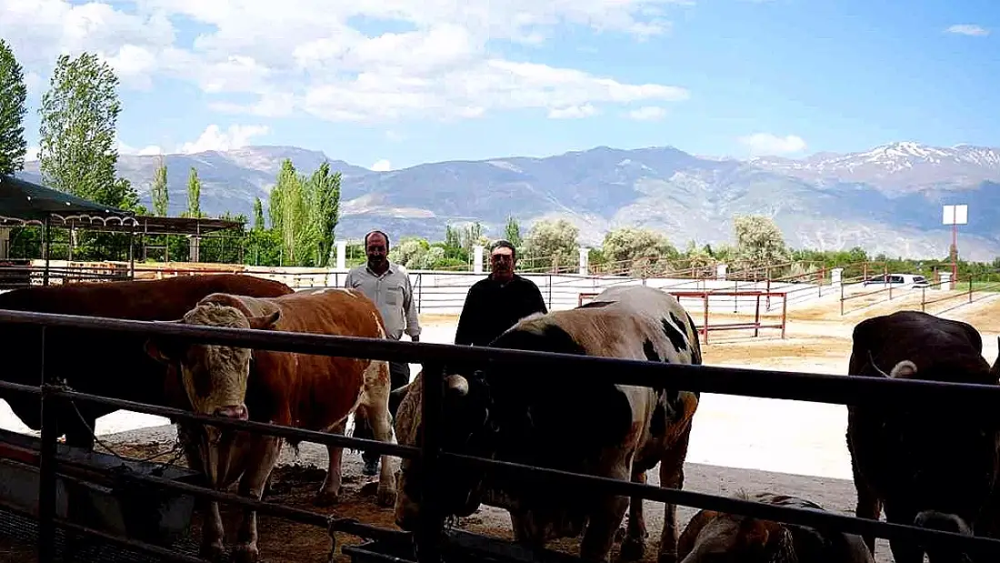 Erzincan'da Kurban Bayramı Öncesi Hayvan Pazarı Hareketlendi