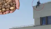 Bolu'da Yasaklı Salep Toplayan Şahıs Cezaya Tepki Göstererek Çatıya Çıktı