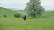 Muş'ta Kaybolan Çobanı Bulmak İçin Çalışmalar Devam Ediyor