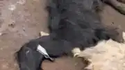 Adana'da Bağırsak Zehirlenmesi Nedeniyle 76 Küçükbaş Hayvan Öldü