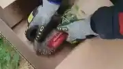 Aydın Nazilli'de Tel Örgüye Sıkışan Kirpi İtfaiye Tarafından Kurtarıldı