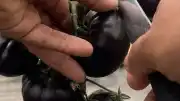 Tarım ve Orman Bakanlığı'ndan Siyah Domates İddialarına İlişkin Açıklama
