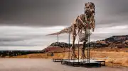 Sotheby's Müzayedesinde Rekor Beklentisi: T. rex Gus 30 Milyon Dolar Değer Biçilerek Satışa Çıkıyor