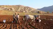 Aksaray'da Ata Tohumu Organik Sarımsak Hasadı Başladı: İspanya ve Rusya Odaklı İhracat Bekleniyor