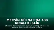 Mersin Gülnar'da 400 Kınalı Keklik Doğaya Salındı
