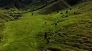 Tunceli'de Mantar Toplayan 3 Kişi Ayı Saldırısına Uğradı