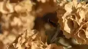 Tuz Çalısı Bitkisi Türkiye'de Kuraklıkla Mücadelede Umut Oluyor