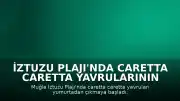 İztuzu Plajı'nda Caretta Caretta Yavrularının Denize Ulaşma Süreci Başladı