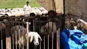 Munzur Yaylalarında Geleneksel Göçerlik Kültürü ve Üretim Süreci Sürüyor
