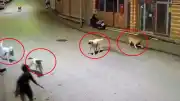 Ordu'da Sokak Köpeklerinin Saldırısına Uğrayan Çocuk Esnafın Müdahalesiyle Kurtarıldı