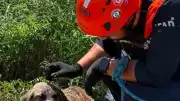 Siirt'te su kuyusuna düşen köpek AFAD ekiplerince kurtarıldı