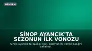 Sinop Ayancık'ta Sezonun İlk Vonozu Yakalandı