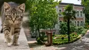 Yıldız Teknik Üniversitesi'nde Kampüs Hayvanları ve Akademisyen İddiaları Tartışılıyor