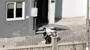 Adana'da Kadına Şiddet Uygulayan Şüpheli O.Ö., Adli Kontrolle Serbest Bırakıldı
