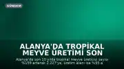Alanya'da Tropikal Meyve Üretimi Son 10 Yılda Önemli Ölçüde Arttı