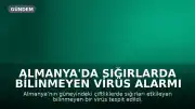 Almanya'da Sığırlarda Bilinmeyen Virüs Alarmı Verildi