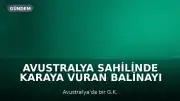 Avustralya Sahilinde Karaya Vuran Balinayı Genç Bir Kız Buldu