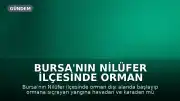 Bursa'nın Nilüfer İlçesinde Orman Yangınına Müdahale Ediliyor