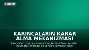 Karıncaların Karar Alma Mekanizması İnsanlara İlham Veriyor