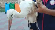 Reyhanlı'da Yaralı Leylek İtfaiye Ekiplerince Kurtarıldı