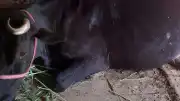 Samsun'da İneğin memesinden çıkan mermi, cinayet soruşturmasını aydınlattı