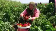 Sel Felaketine Rağmen Pes Etmeyen Çiftçi, Kapya Biberiyle Yüksek Fiyat Elde Ediyor