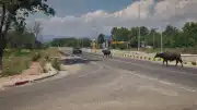 Zonguldak'ta Yola Çıkan Mandalar Trafikte Tehlike Yarattı