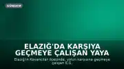 Elazığ'da Karşıya Geçmeye Çalışan Yaya Kamyonun Çarpmasıyla Ağır Yaralandı