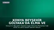 Konya Beyşehir Gölyaka'da Elma ve Ceviz Hasadı Yoğun Şekilde Devam Ediyor