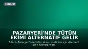 Pazaryeri'nde Tütün Ekimi Alternatif Gelir Kaynağı Oldu: Dönüm Başına 250 Bin TL Kazanç