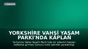 Yorkshire Vahşi Yaşam Parkı'nda Kaplan Kafesine Giren Adam Ciddi Yaralandı