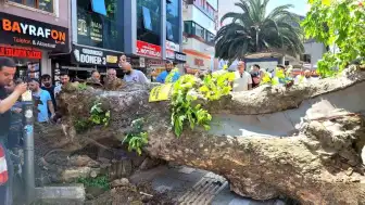Bursa'da Asırlık Çınar Ağacı Yola Devrildi, Trafik Durdu