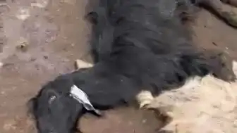 Adana'da Bağırsak Zehirlenmesi Nedeniyle 76 Küçükbaş Hayvan Öldü