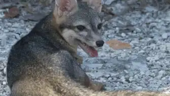 Cozumel Cüce Tilkisi İlk Kez Görüntülendi