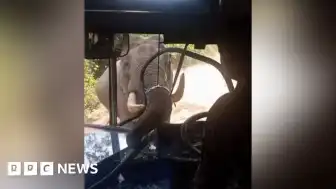 Sri Lanka'da Vahşi Filin Otobüs Saldırısı: Personel Taşıyan Araca Zarar Verdi