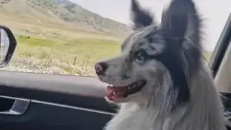 Sosyal Medya Fenomeni Köpek, Et Restoranında Son Buldu
