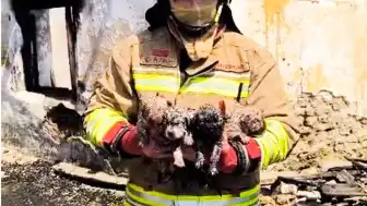 Manisa'da Çıkan Yangında Anne Köpek ve 4 Yavrusu Kurtarıldı