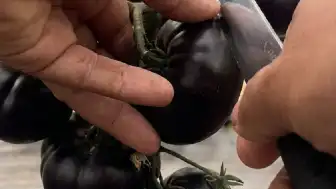 Tarım ve Orman Bakanlığı'ndan Siyah Domates İddialarına İlişkin Açıklama