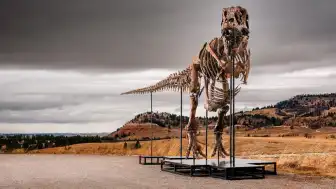 Sotheby's Müzayedesinde Rekor Beklentisi: T. rex Gus 30 Milyon Dolar Değer Biçilerek Satışa Çıkıyor