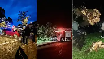 Bartın'da Fırtına: Ağaçlar Devrildi, Araçlar Hasar Gördü