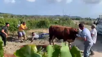 Bursa'da Kurbanlık Boğa Sahibine Tekme Attı