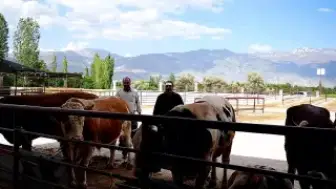 Erzincan'da Kurban Bayramı Öncesi Hayvan Pazarı Hareketlendi