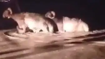 Hatay'da Sağanak Hayvan Pazarını Vurdu