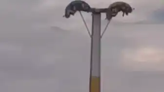İzmir'de Lunapark Kabusu: Oyuncak Arızaları Vatandaşları Mahsur Bıraktı