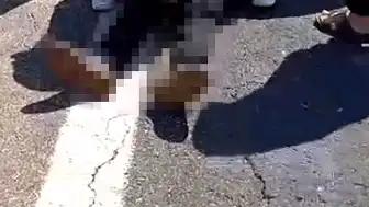 Şanlıurfa'da Kurbanlık Yüklü Kamyonet Devrildi: 1 Kişi Hayatını Kaybetti, 1 Yaralı