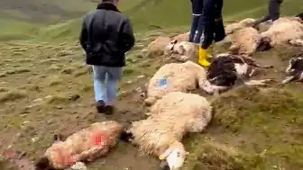Van'ın Çaldıran ilçesinde yıldırım düşmesi sonucu 30 koyun telef oldu