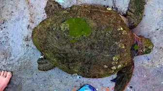 Yaralı Caretta Caretta Tedavi İçin Dalyan'a Gönderildi