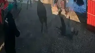 Afyonkarahisar'da Kurbanlık Boğa Saldırısı: 5 Yaralı