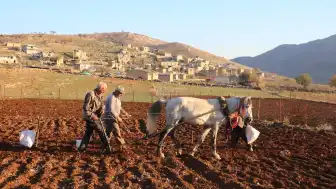 Aksaray'da Ata Tohumu Organik Sarımsak Hasadı Başladı: İspanya ve Rusya Odaklı İhracat Bekleniyor