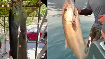 Antalya'da 56 Kiloluk Kuzu Balığı Yakalandı, Rekor Kırıldı